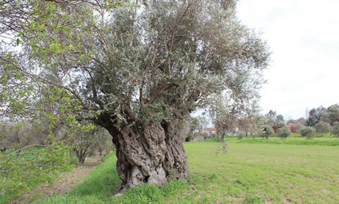 YARIMADA ROTALARI: URLA ZEYTİN YOLU