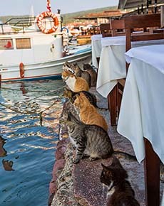 AYVALIK KEDİLERİ