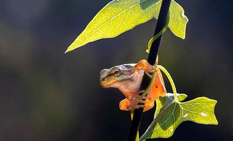 EROL ÖZDAYI VE MAKRO FOTOĞRAFLARI