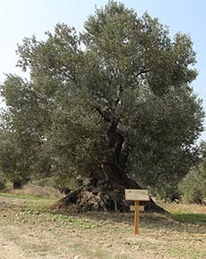 ZEYTİNLİKLERE KORUMA